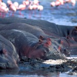 Hippo, Lake Nakuru - Kenya (21)