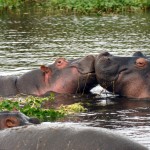 Hippo Kiss, Ngorongoro Crater - Tanzania (0397)