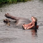 Hippo, Ngorongoro Crater - Tanzania (1345)