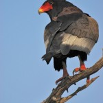 Bateleur Eagle, Chobe NP - Botswana (0940)