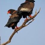 Bateleur Eagle, Chobe NP - Botswana (0908)