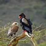 Bateleur Eagle, Ngorongoro Crater - Tanzania (8332)