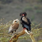 Bateleur Eagle, Ngorongoro Crater - Tanzania (8340)