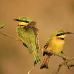 Little Bee-eater (0018)