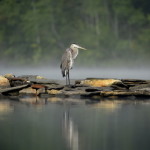 Blue Heron-Thumbnail-4048