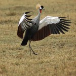 Crowned Crane, Ngorongoro Crater - Tanzania (8595)