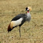 Crowned Crane, Ngorongoro Crater - Tanzania (8612)