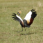 Crowned Crane, Ngorongoro Crater - Tanzania (9047)