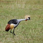 Crowned Crane, Ngorongoro Crater - Tanzania (9050)