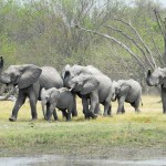 Elephant, Moremi NP - Botswana (0480)