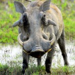 Warthog, Moremi NP - Botswana (0769)