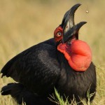 Ground Hornbill, Moremi NP - Botswana (2360)