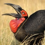 Ground Hornbill, Moremi NP - Botswana (2371)