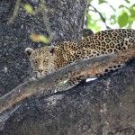 Leopard, Moremi NP - Botswana (2642)