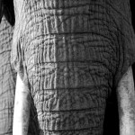 Elephant, Moremi NP - Botswana (2840)