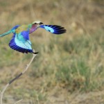 Lilac-breasted Roller, Khwai Community Area - Botswana (2932)