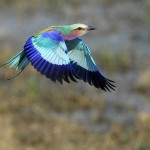 Lilac-breasted Roller, Khwai Community Area - Botswana (2933)