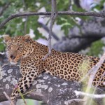 Leopard, Moremi NP - Botswana (3049)