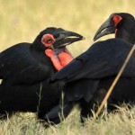 Ground Hornbill, Moremi NP - Botswana (3385)