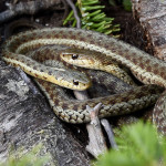 Garter Snake, Maine (4269)