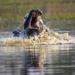 Hippo, Moremi NP - Botswana (4683)