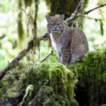 Bobcat, Hoh Rainforest, Olympic NP (4797)