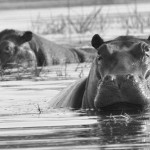 Hippo, Moremi NP - Botswana (4801)