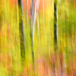 Foliage Abstract, Vermont (5109)