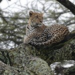 Leopard, Serengeti NP - Tanzania (5356)