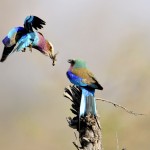 Lilac-breasted Roller, Khwai Community Area - Botswana (6409)