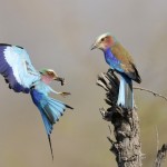 Lilac-breasted Roller, Khwai Community Area - Botswana (6425)