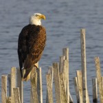 Bald Eagle, Blackwater NWR - USA (7010)