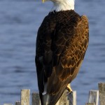 Bald Eagle, Blackwater NWR - USA (7028)