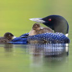 Atlantic Loon, Vermont (7317)