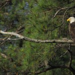 Bald Eagle, Blackwater NWR - USA (7743)