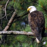 Bald Eagle, Blackwater NWR - USA (7752)