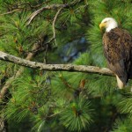 Bald Eagle, Blackwater NWR - USA (7764)