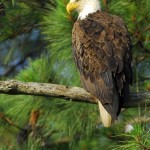 Bald Eagle, Blackwater NWR - USA (7765)