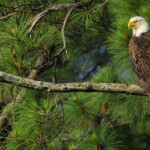 Bald Eagle, Blackwater NWR - USA (7782)