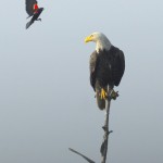 Bald Eagle, Blackwater NWR - USA (7807)
