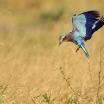 Lilac-breasted Roller, Khwai Community Area - Botswana (9419)