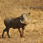 Warthog, Moremi NP - Botswana (5765)