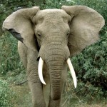 Elephant, Lake Manyara NP - Tanzania (01)