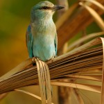 Eurasian Roller, Meru NP - Kenya (9467)