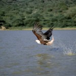 Fish Eagle, Lake Baringo - Kenya (02)