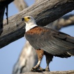 Fish Eagle, Chobe NP - Botswana (03)