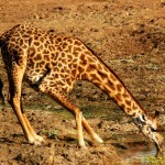 Thornicroft Giraffe, South Luangwa NP - Zambia (6116)