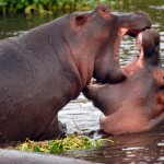 Hippo, Ngorongoro Crater - Tanzania (0037)