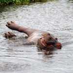 Hippo, Ngorongoro Crater - Tanzania (1346)