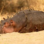 Hippo, South Luangwa National Park - Zambia (2692)